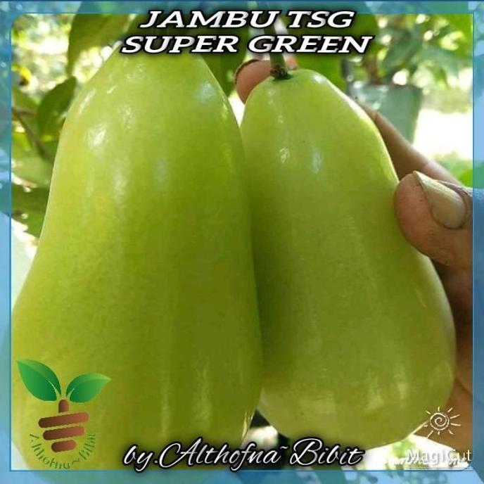 Terlaris Terlaris bibit buah JAMBU AIR MADU TSG SUPER GREEN terlaris TAMBULAPOT