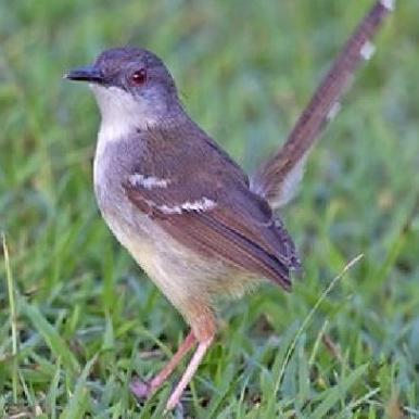 BEST SELLER - burung ciblek kristal bunyi pilihan