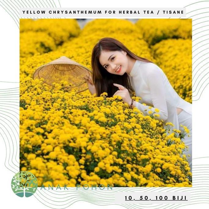Ready Benih Bibit Biji - Bunga Yellow Chrysanthemum Flower Traditional Chinese Medicine Herbal Tea T