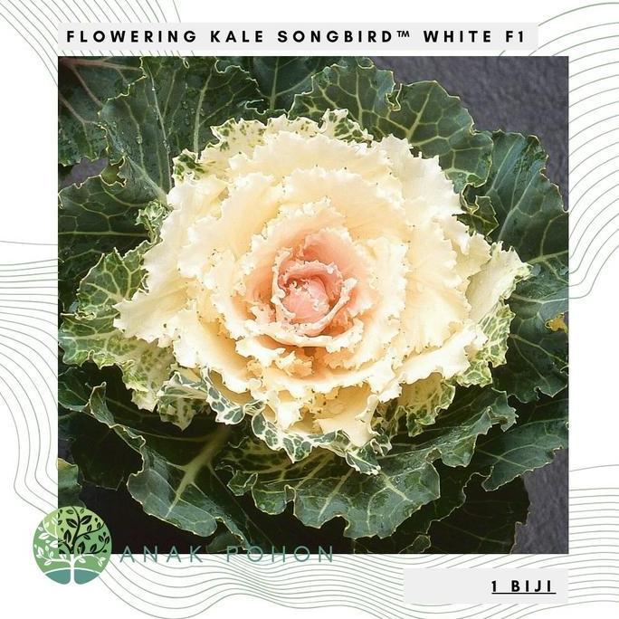 Ready Benih Bibit Biji - Flowering Kale Songbird White F1 Kale Ornamental Seeds - IMPORT