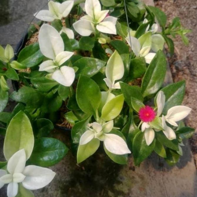 Tanaman hias bunga gantung mutiarah merah/bunga gantung baby sun rose