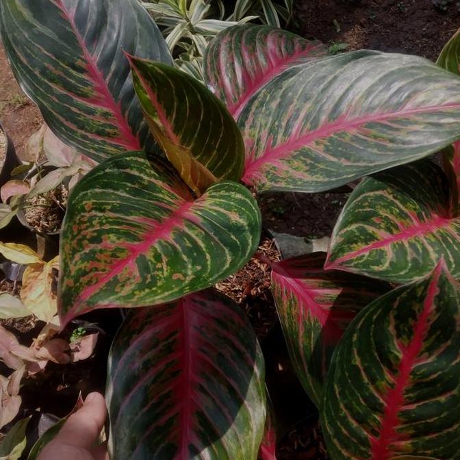 Tanaman Hias Aglonema Red borju dewasa - Aglonema red