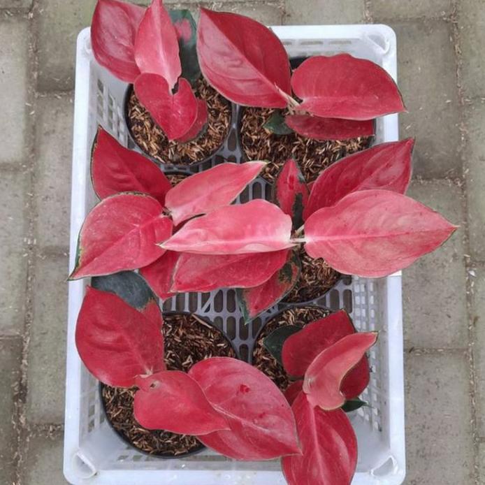 Tanaman hias pohon aglonema suksom/aglonema suksom/bunga aglonema suksom