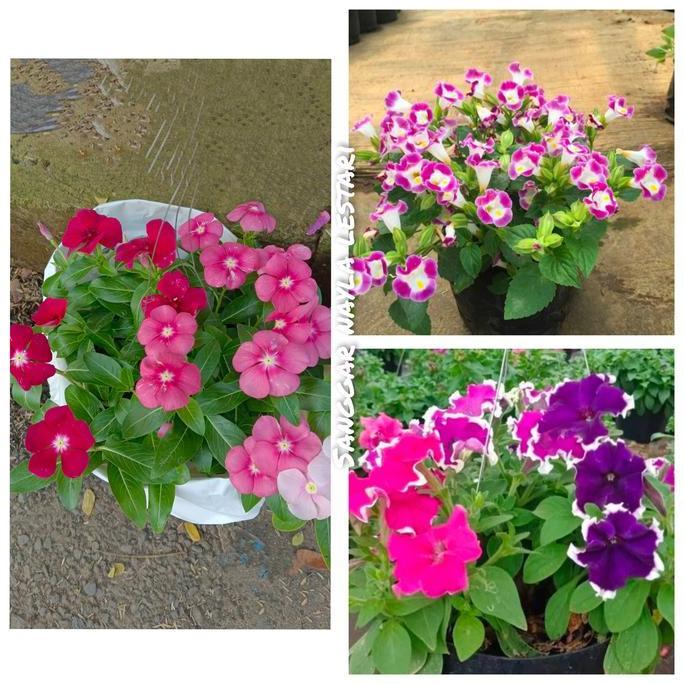3 paket tanaman hias bunga vinca/bunga teronia/bunga petunia plus pot