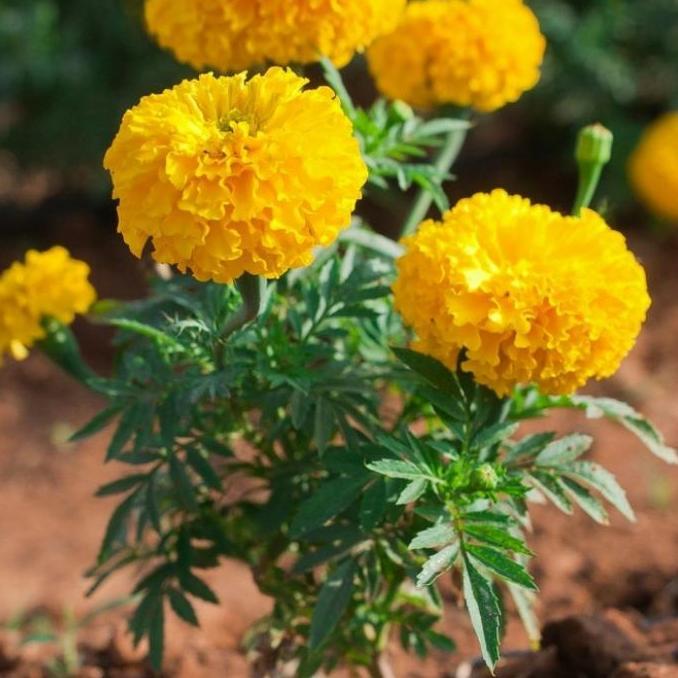 tanaman bunga marigold kuning/tanaman hias/bunga marigold di pot