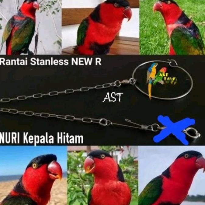 Rantai kaki burung nuri bahan stainless steel