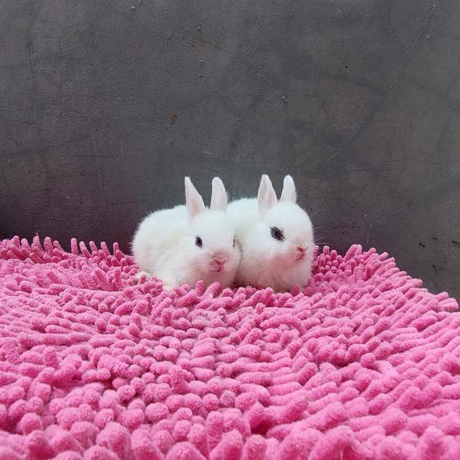 BEBAS ONGKIR - kelinci mini netherland white dwarf eyeliner