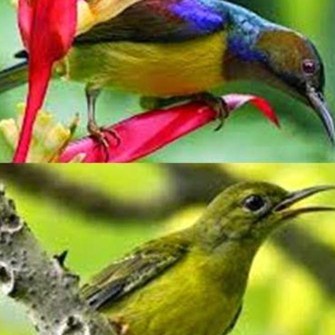 DISKON SPESIAL - burung Kolibri kelapa sepasang