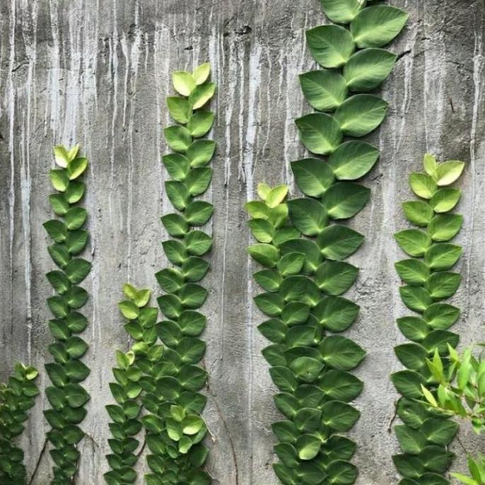 Bibit Tanaman hias dollar daun besar,jumbo/dolar rambat dinding tembok