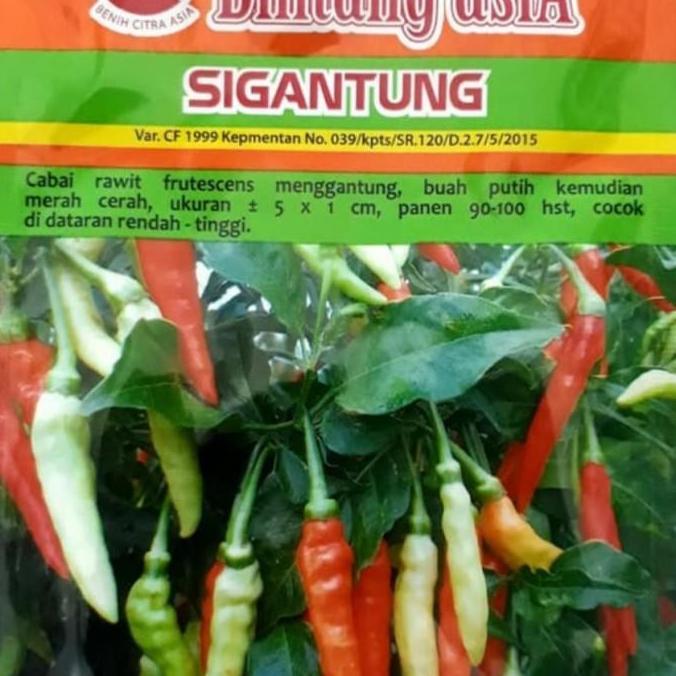 benih cabe rawit SIGANTUNG 10gr