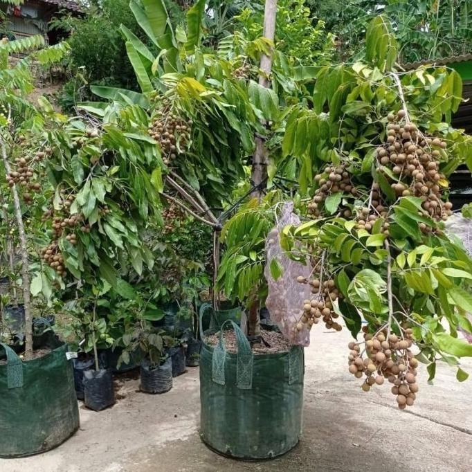 bibit kelengkeng itoh super