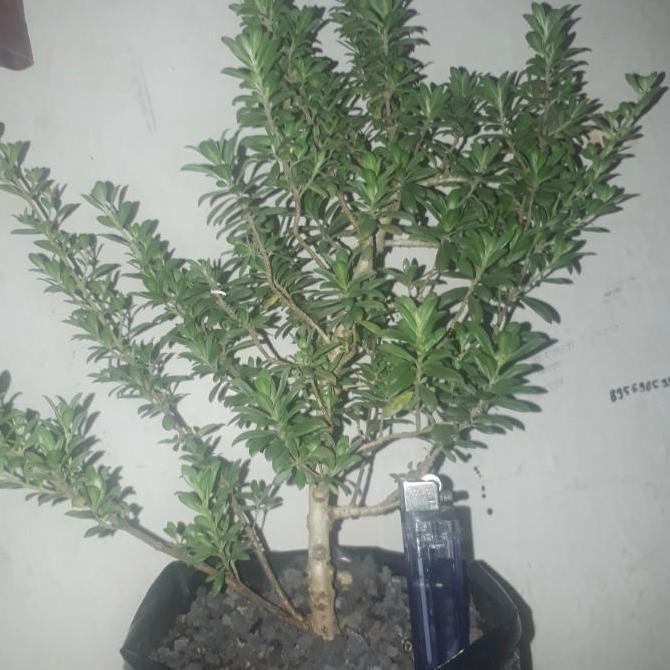 bibit tanaman santigi mawar ,bahan bonsai