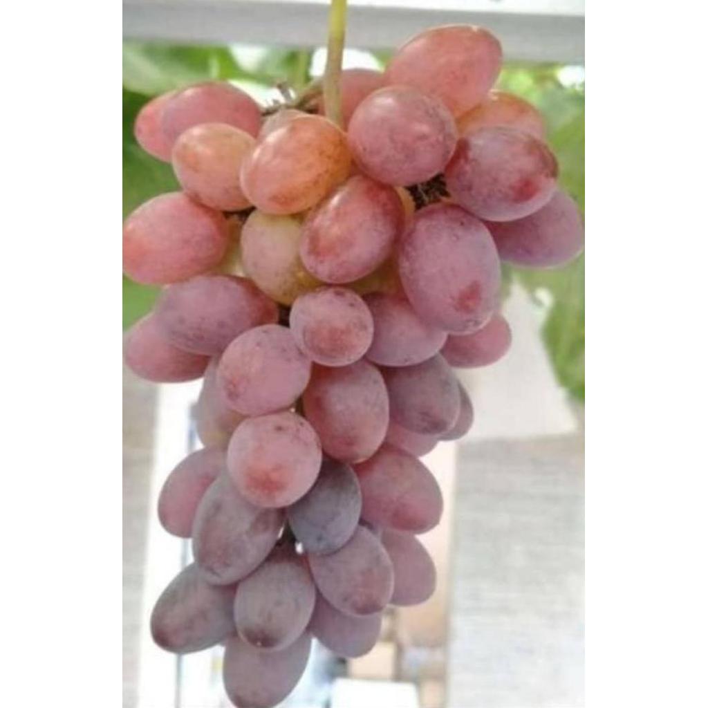 Bibit Anggur Jupiter Grafting - Anggur Impor Paling Genjah