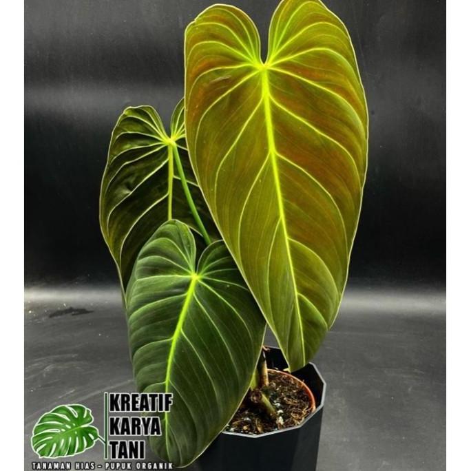 Tanaman hias philodendron melano - Philodendron melano crysum