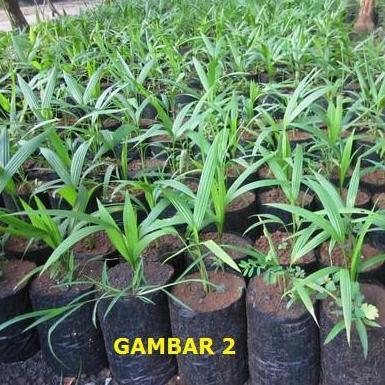 Bibit Palem Merah Pohon Palem Merah Palem Lipstik Cyrtostachys lakka