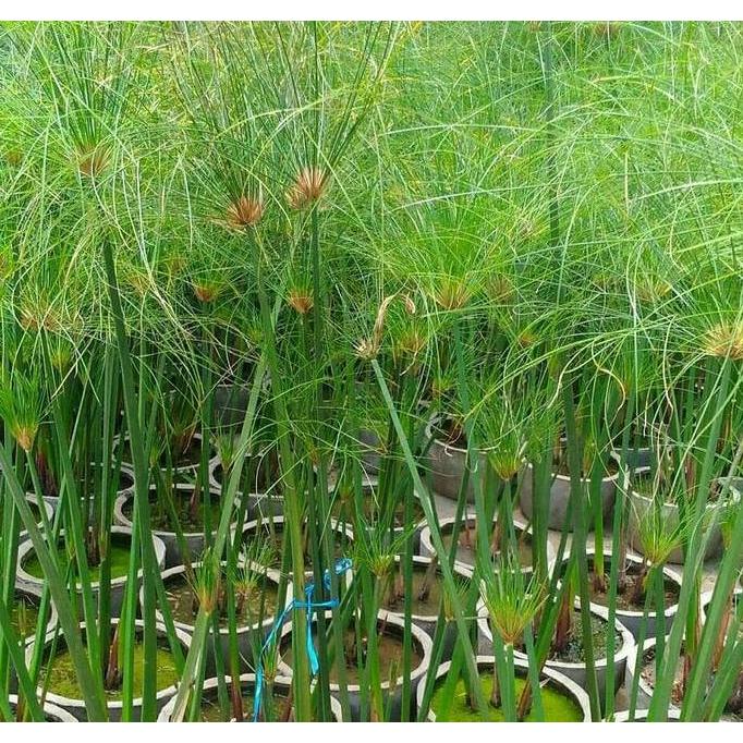 Tanaman air draw papyrus giant