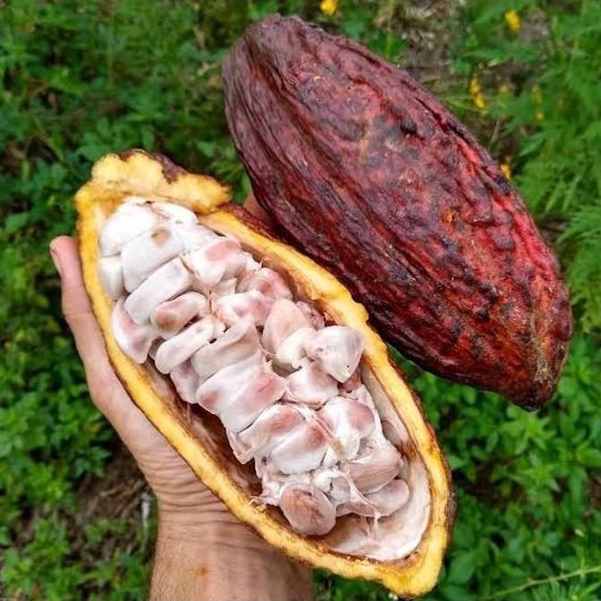 FREESS Biji Benih Bibit Tanaman Buah Kakao Coklat Hibrida TOB kualitas premium