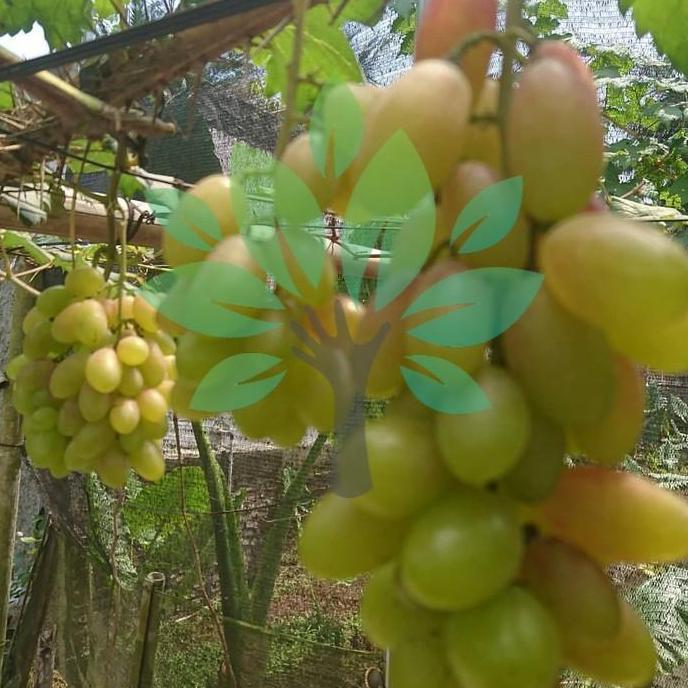 bibit tanaman buah anggur impor dixon-bibit anggur dixon import hijau kualitas premium