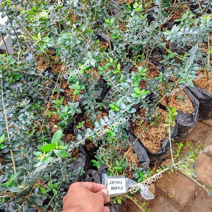 Bibit Tanaman Buah Zaitun Mikro-Pohon Zaitun Mikro Asli-Zaitun Mikro kualitas premium