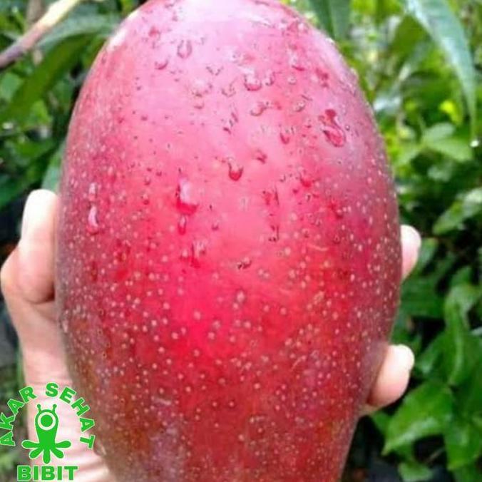 bibit tanaman buah mangga ji zhi BIBIT MANGGA JI ZHI kondisi berbunga kualitas premium