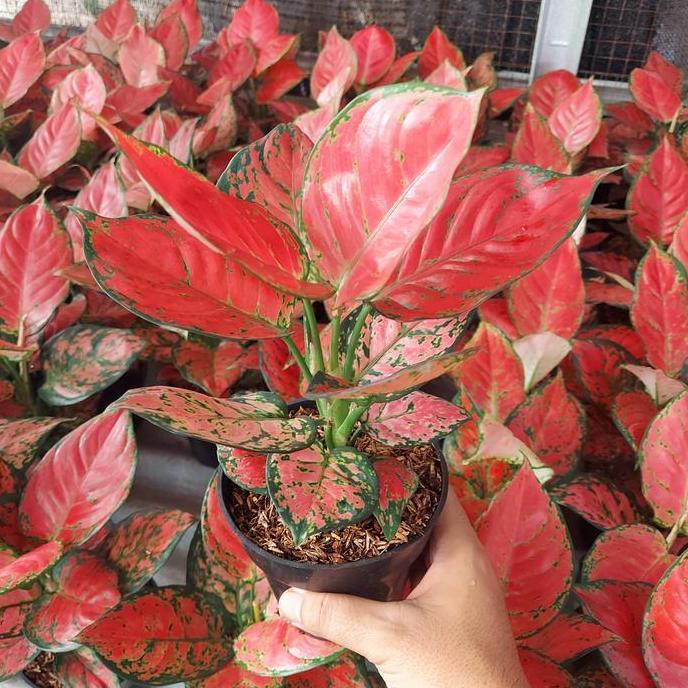 Aglonema Red Anjamani Lokal Dewasa Daun 8 9