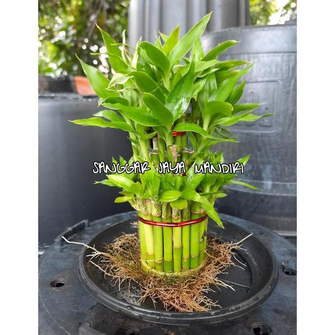 bambu hoki/rezeki tinggi 12cm