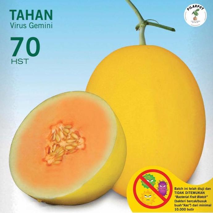 benih bibit melon hibrida alisha f1 cap panah merah - MELON ALISHA F1