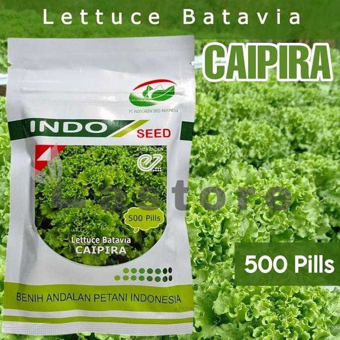 Benih Selada Caipira Isi 500 Pills Lettuce Batavia Indo Seed