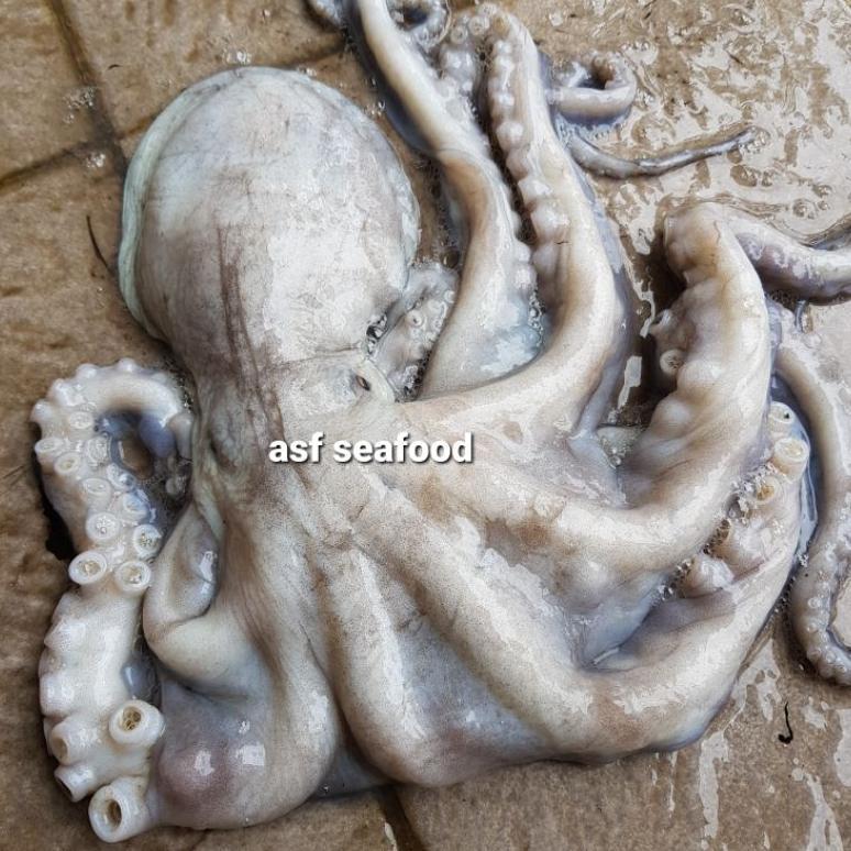 Terlaris Gurita Besar Octopus Tako