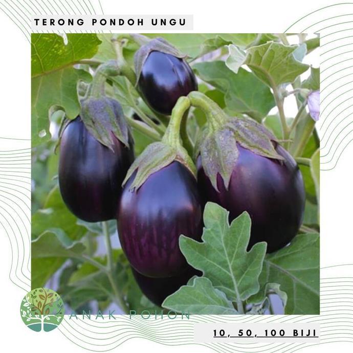 Benih Bibit Biji - Terong Pondoh Ungu Bulat Besar Seeds