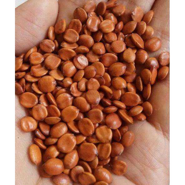 Benih Bibit Biji - BIDARA ARAB Kupas - untuk Ruqyah dan Pengobatan