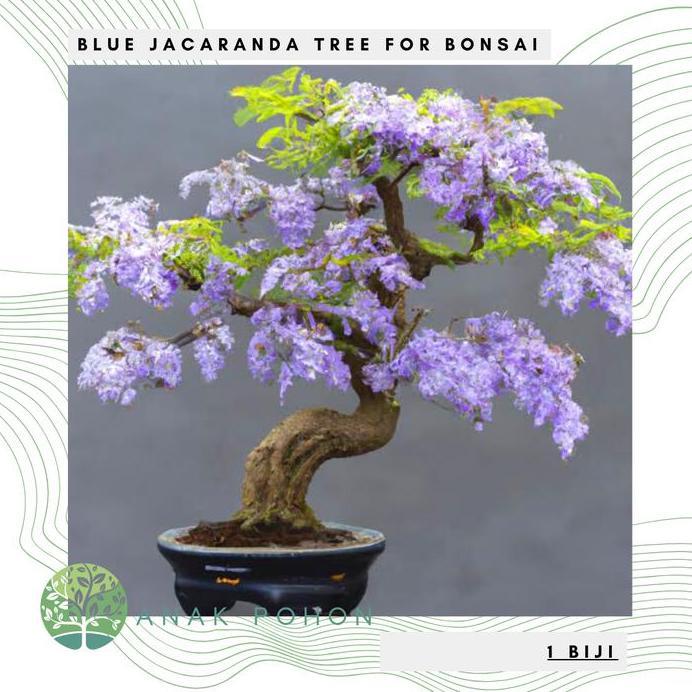 Benih / Bibit / Biji - Jacaranda Tree for Bonsai Seeds - IMPORT