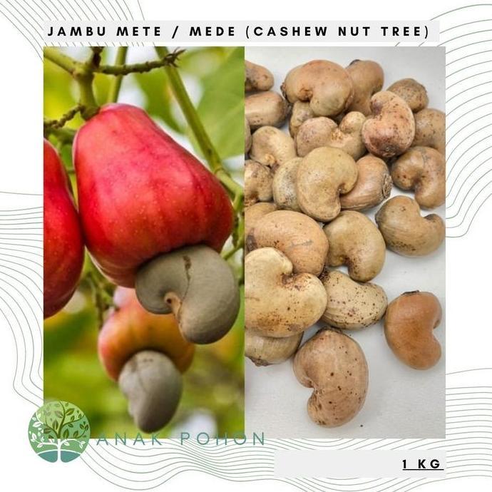 (1 KG) Benih Bibit Biji - Jambu Monyet Mede Kacang Mete Seeds