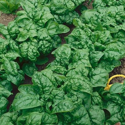 Benih Bibit Biji - Spinach Bloomsdale Long Standing (Spinacia oleracea) Seeds - IMPORT