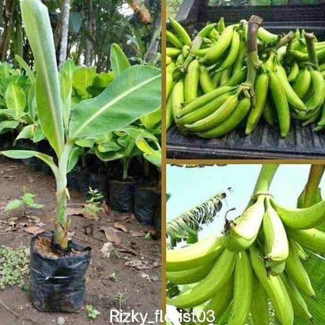 bibit pohon buah pisang tanduk / pisang tanduk / bibit pohon buah Terbaik