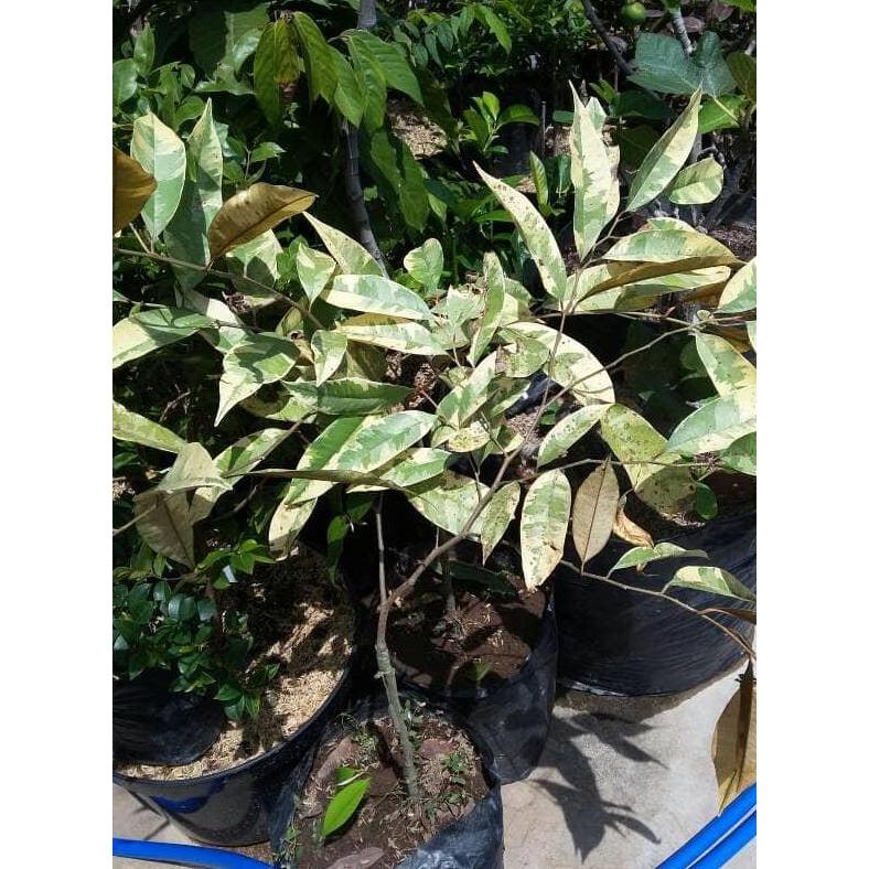 Tanaman bibit buah langka genitu-kenitu-sawo durian varigata Terbaik