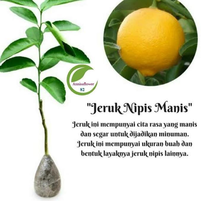 Bibit Unggul Tanaman Buah Jeruk Nipis Manis/Pohon Jeruk Nipis Manis Terbaik