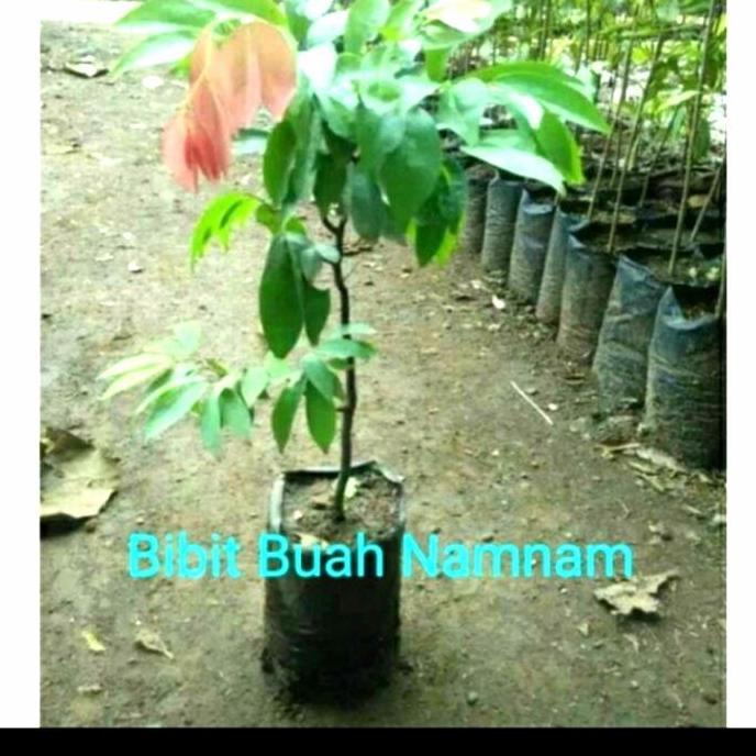 BIBIT TANAMAN BUAH NAMNAM/pohon buah namnam langka Terbaik