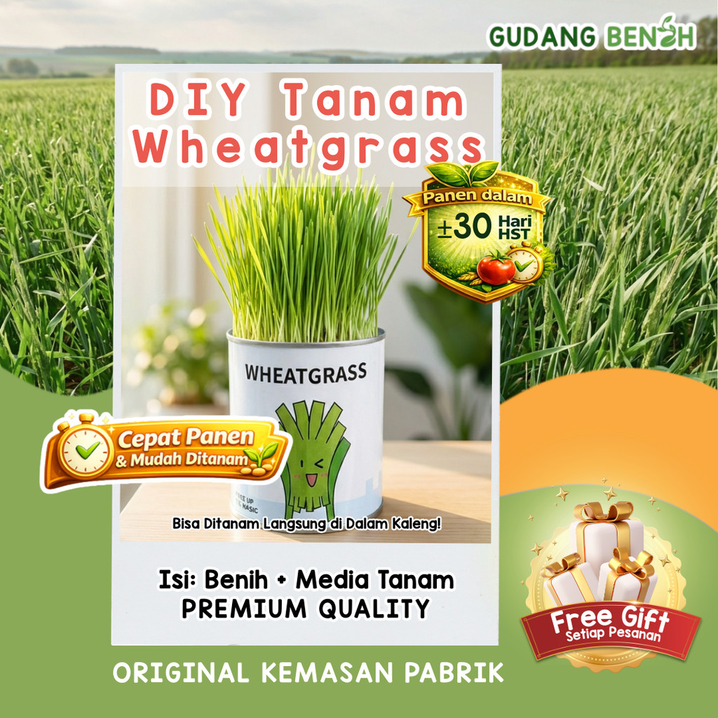 [DIJAMIN TUMBUH] PAKET Lengkap DIY Wheatgrass | Rumput Wheatgrass | Benih Wheatgrass Rumput Kucing