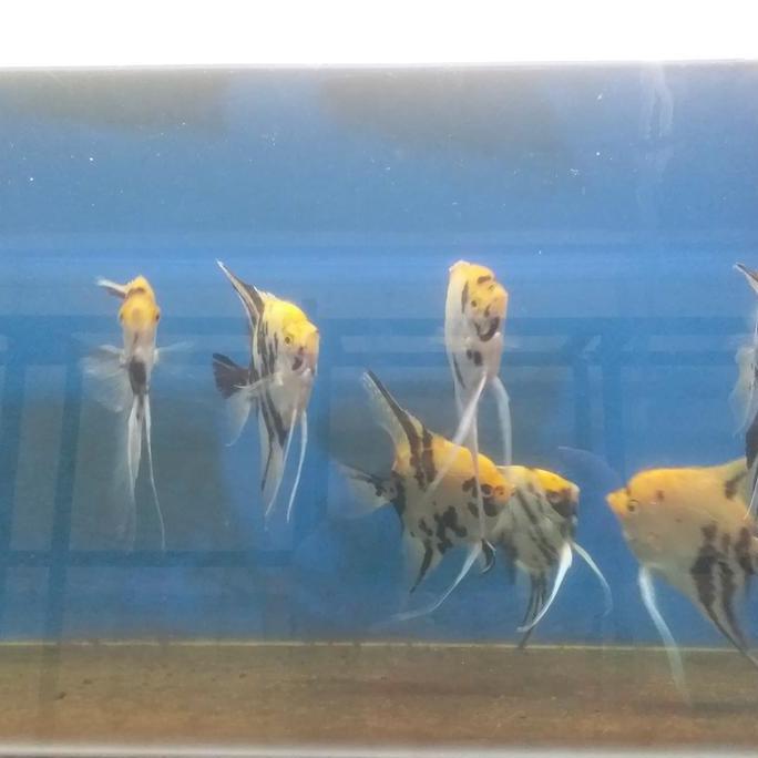 Skyfish- Ikan Hias Aquascape " Manfish 3 Color " Size M