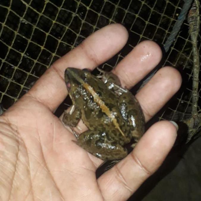 Skyfish- Kodok Sawah-Katak Sawah Pakan Ikan Predator