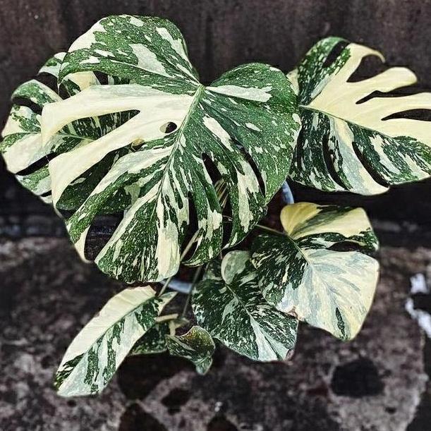 Monstera Thai Constellation / Monthai / Monthai Japan Lab