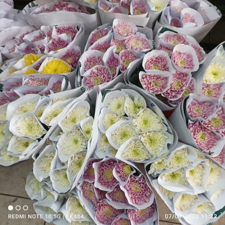 Bunga Krisan Segar (Bunga Potong Segar Jakarta)