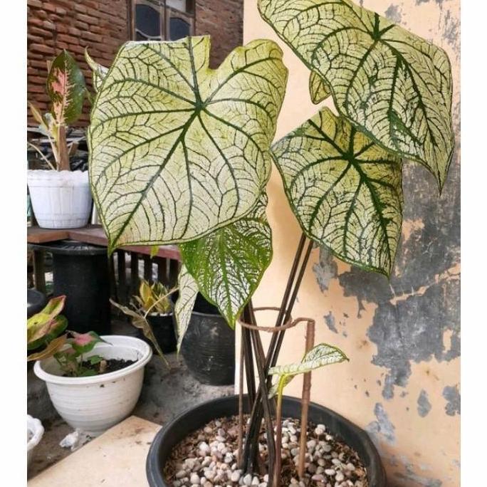 Turus Keladi Penyangga Tanaman Keladi