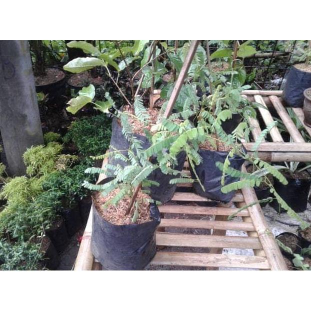 bibit daun saga/ pohon saga