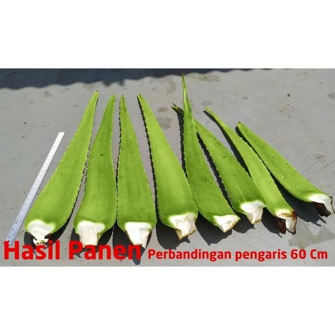 Bibit Tanaman Lidah Buaya Pontianak Kalimantan Jumbo Besar