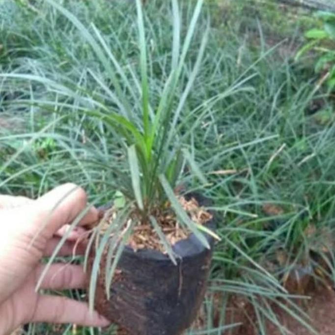 kucai gondrong/kucai tinggi