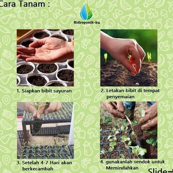 Bibit / Benih Terong Putih (30 Butir) Cap Panah Merah Hidroponik ku