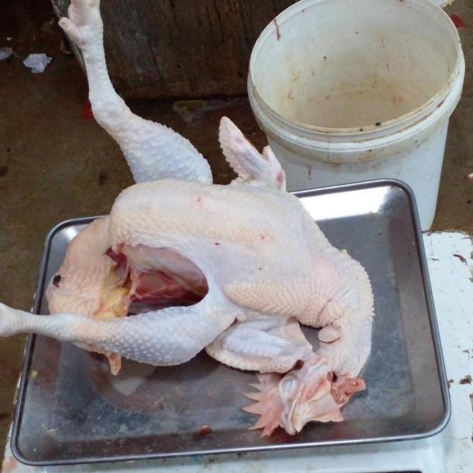 Beff- Ayam Merah /Ayam Petelor Ukuran 2 Sd 2,2Kg  Berat Hidup(Medium )/Ayam Afkir/Ayam Murah/Ayam Po
