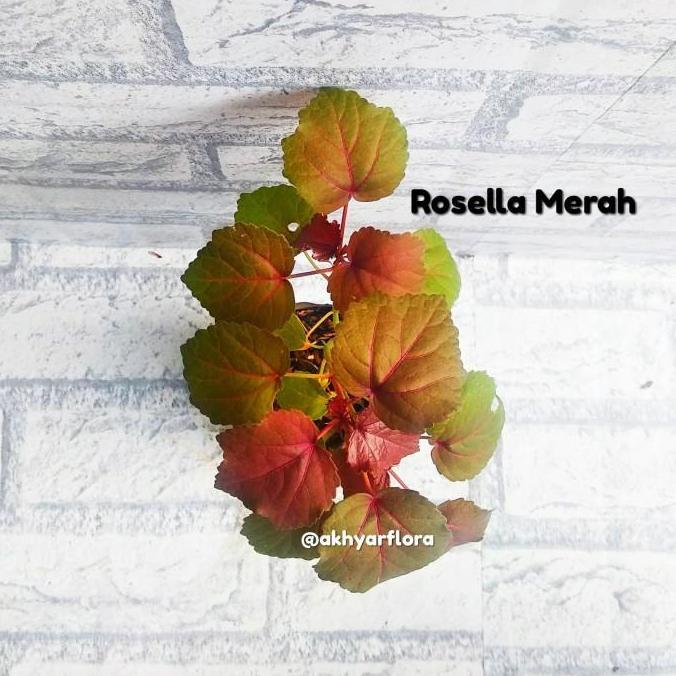 Tanaman Herbal Rosella Merah Bibit Rosella Merah